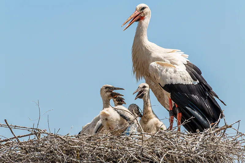 die-storchenfamilie
