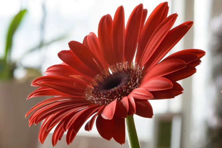 Das Foto zeigt eine Blüte der Gerbera, aufgenommen mit Blende f/22 und soll die Schärfentiefe bei dieser Blendenöffnung demonstrieren.