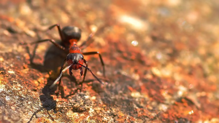 Das Bild zeigt eine rote Waldameise und dient als Darstellung für eine Fotoaufnahme mit einem Makroobjektiv