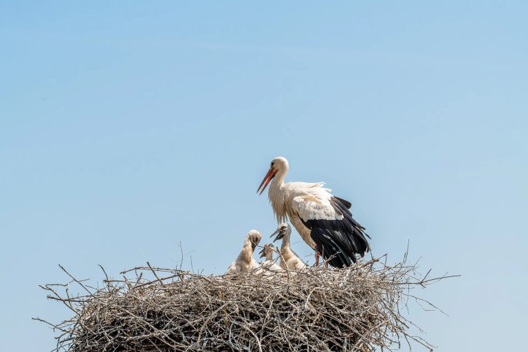 Ein Weißstorch steht mit seinen Jungen in einem großen Reisignest hoch oben vor freiem Himmel.